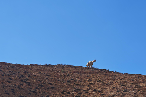 Djerba: Eine Nacht in Berberzelten.