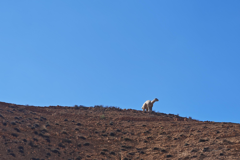 Djerba: Eine Nacht in Berberzelten.