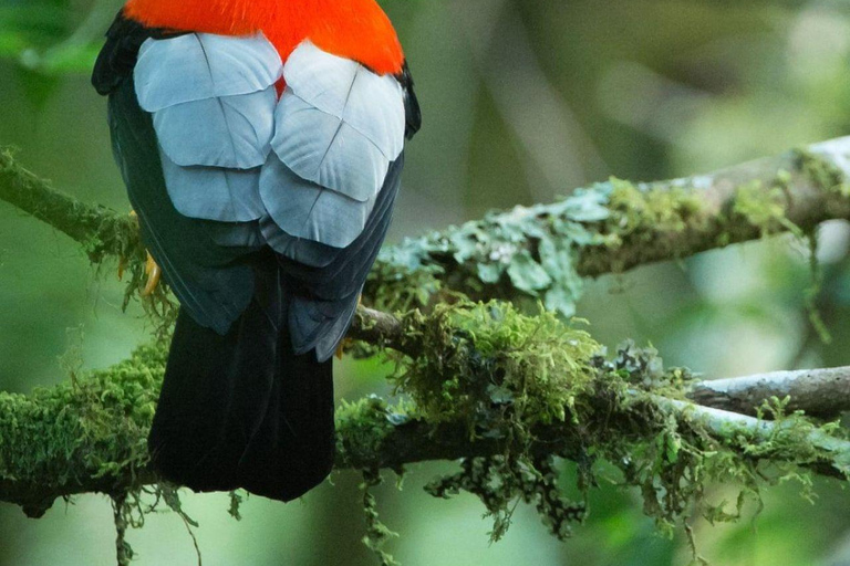 Cusco: Manu National Park 5-Day Jungle Wildlife Tour