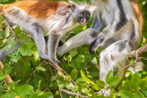 Zanzibar: Jozani natuurwandeling en wildlife tour