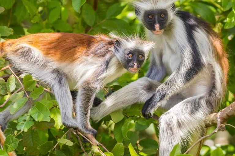 Zanzibar: Jozani natuurwandeling en wildlife tour