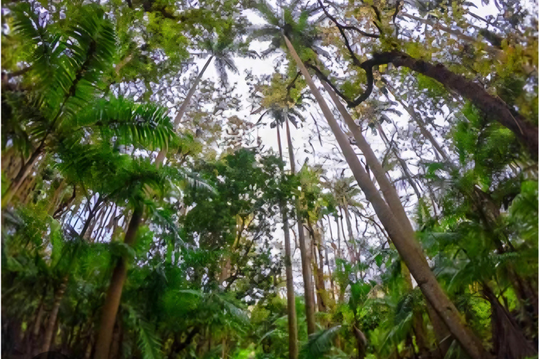 Mauricio: Excursión en Jeep por el Sur de Mauricio