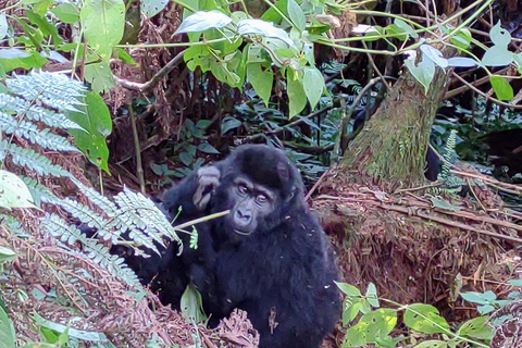 Uganda: Gorilla Trekking and Walking Safari 6-Day Tour