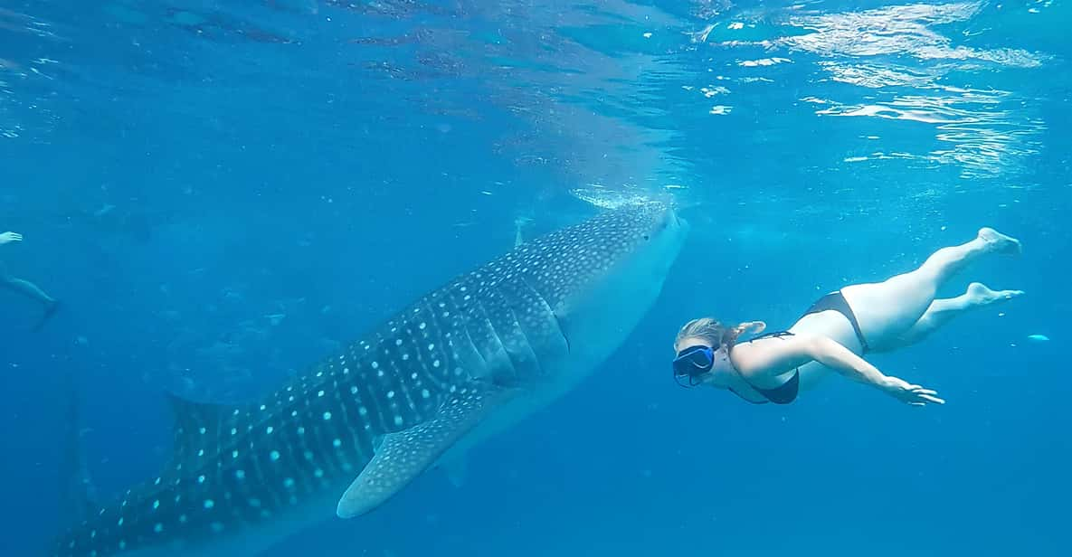 Cebu Whaleshark Dive Tumalog Falls Beauty And Sumilon Island Getyourguide