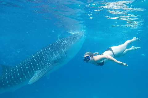 Whale Shark & Kawasan Canyoneering: Private & Joiner Tour Private Tour