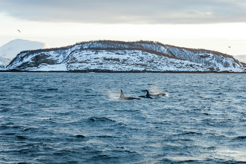 Tromsø: Walbeobachtungstour mit dem hybrid-elektrischen KatamaranAb Tromsø: Whale Watching-Tour per Hybrid-Elektro-Katamaran