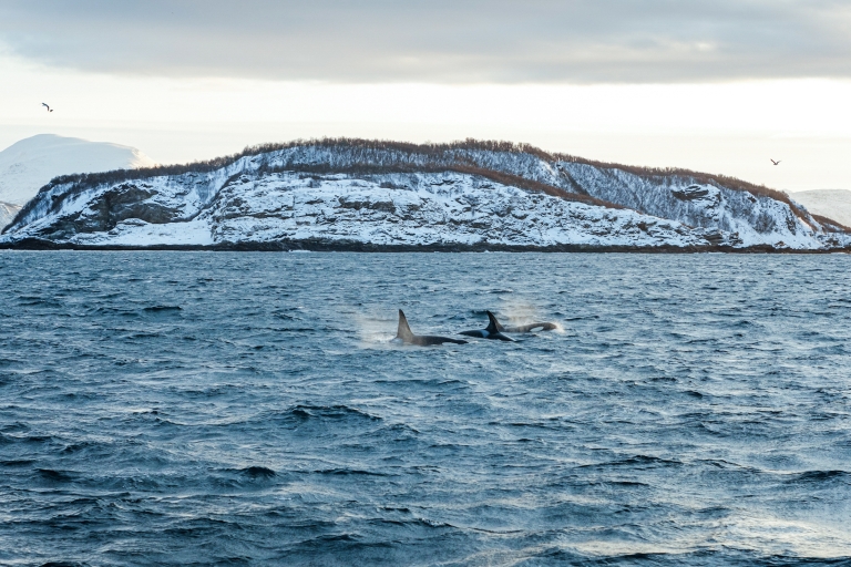 Tromsø: Walvistour met hybride-elektrische catamaranVanaf Tromsø: walvissen spotten per hybride catamaran