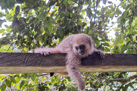 Iquitos: La Isla de los Monos con almuerzo y recogida en el hotelIquitos: Excursión a la Isla de los Monos con almuerzo y recogida en el hotel