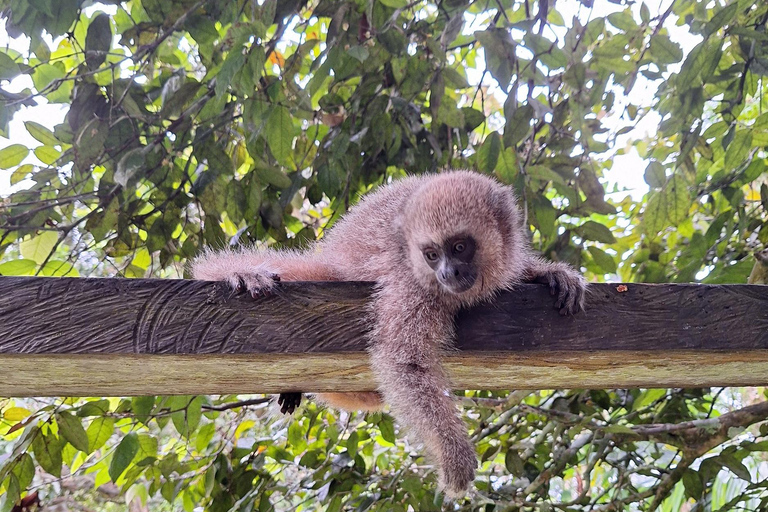 Iquitos: La Isla de los Monos con almuerzo y recogida en el hotelIquitos: Excursión a la Isla de los Monos con almuerzo y recogida en el hotel