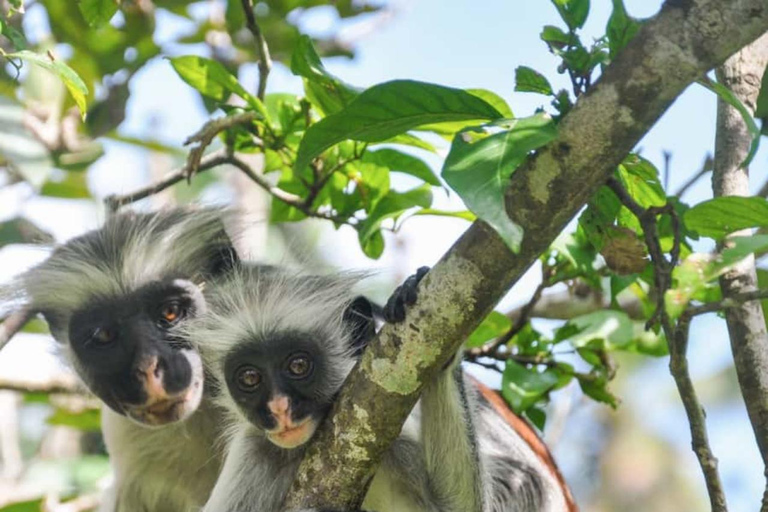 ZANZIBAR: Jozani Forest, butterfly center & Reptile park PRIVATE TOUR INCLUDES TRANSFER