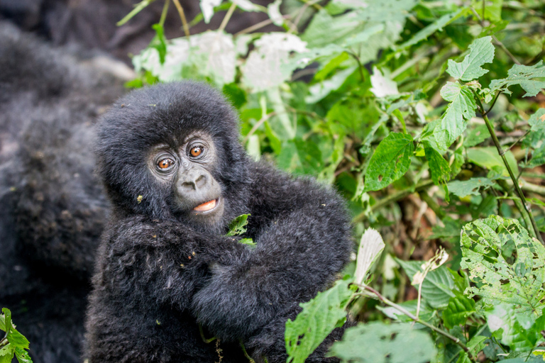Rastreamento de gorilas no Parque Nacional Impenetrável de Bwindi, UgandaObservação de gorilas no Parque Nacional Impenetrável de Bwindi, Uganda