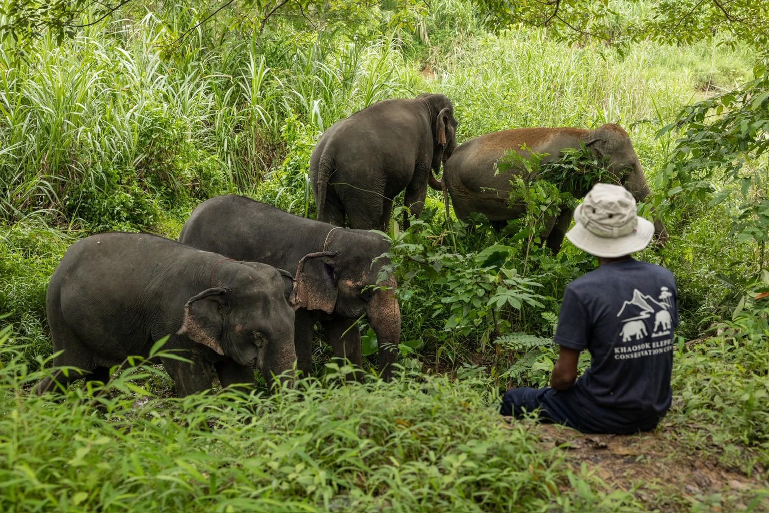 Khao Lak: Khao Sok – Private ethische Elefantenbeobachtung & Rafting