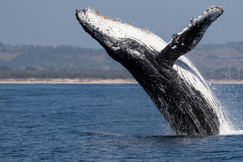 Los Cabos: Avistamiento de ballenas en barco con fondo de cristal