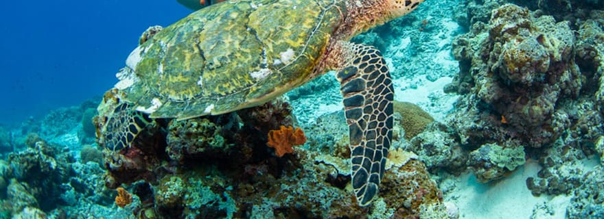 Gili Meno : découvrez la plongée sous-marine pour la première fois