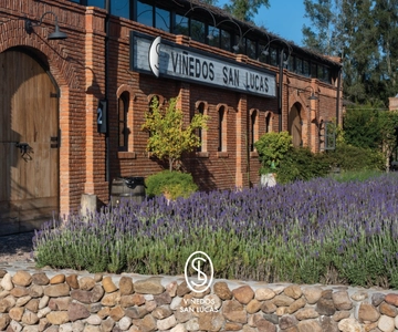 Experiência sensorial de degustação de vinhos na Vinícola San Lucas