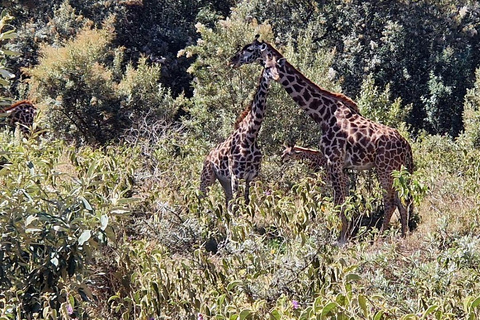 Nairobi: Hell's Gate National Park and Lake Naivasha Tour