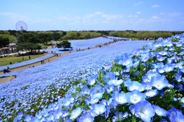 Ibaraki helgedom 、 Skaldjursmarknad 、 Blommans hav DagsturMarunouchi North Exit