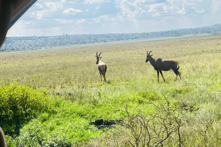 Safari de 1 dia na vida selvagem de Akagera e passeio de barco1 dia de Safari pela vida selvagem em Akagera e passeio de barco