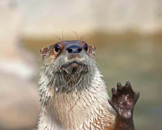 Stoneham, Massachusetts Stone Zoo Entry Ticket GetYourGuide