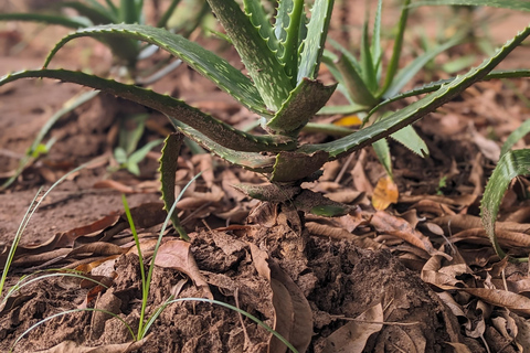 Zanzíbar: Excursión Privada al Bosque y Granja de Especias de Jozani con Almuerzo