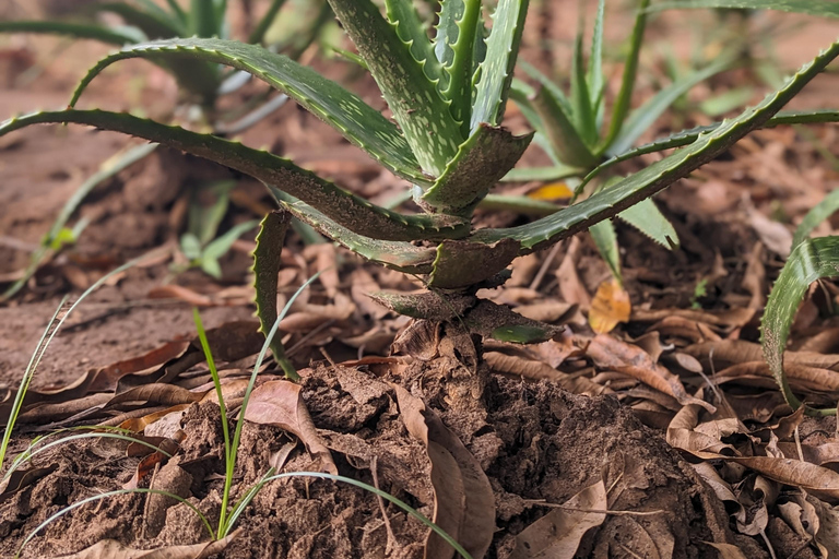 Zanzíbar: Excursión Privada al Bosque y Granja de Especias de Jozani con Almuerzo