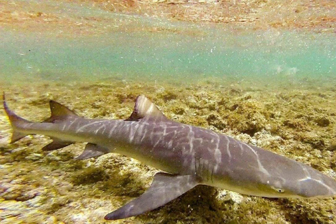Salt Pans & Lemon Sharks Experience
