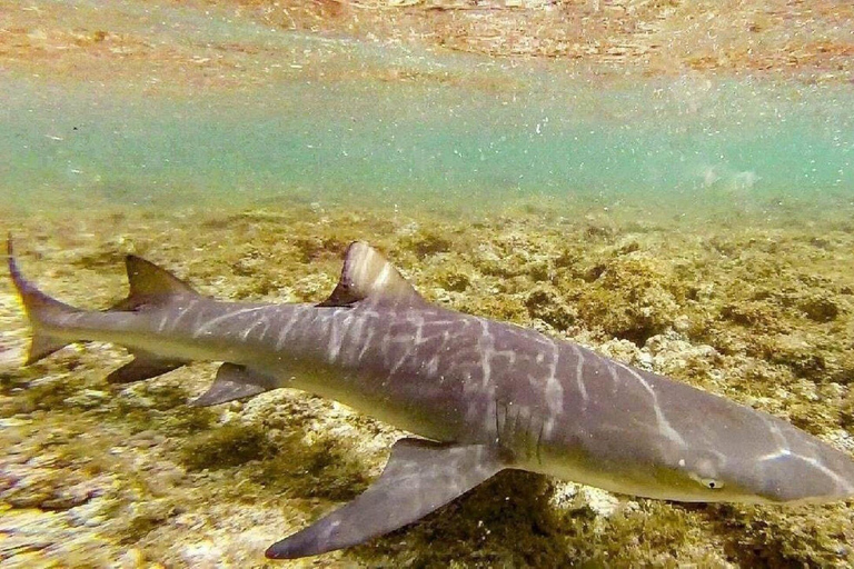 Salt Pans & Lemon Sharks Experience