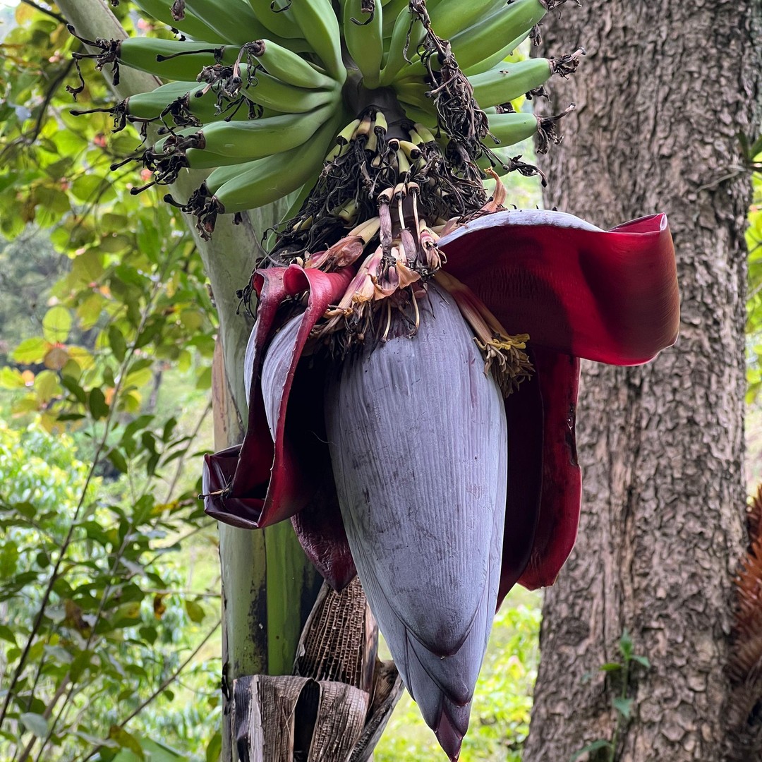 Colagem de mídia