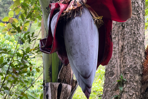 Kilimandscharo: Materuni-Wasserfälle & Kaffeetour mit LunchWasserfälle und Kaffeetour mit Abholung in Arusha