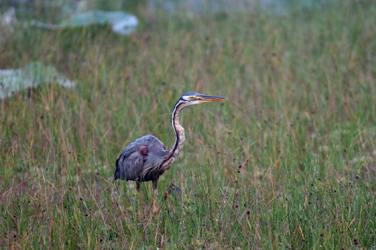 Birdwatching Walk in Thalangama Wetland from Colombo