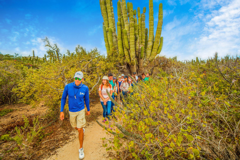 Cabo San Lucas: Camel Safari Tour with Lunch and Tequila