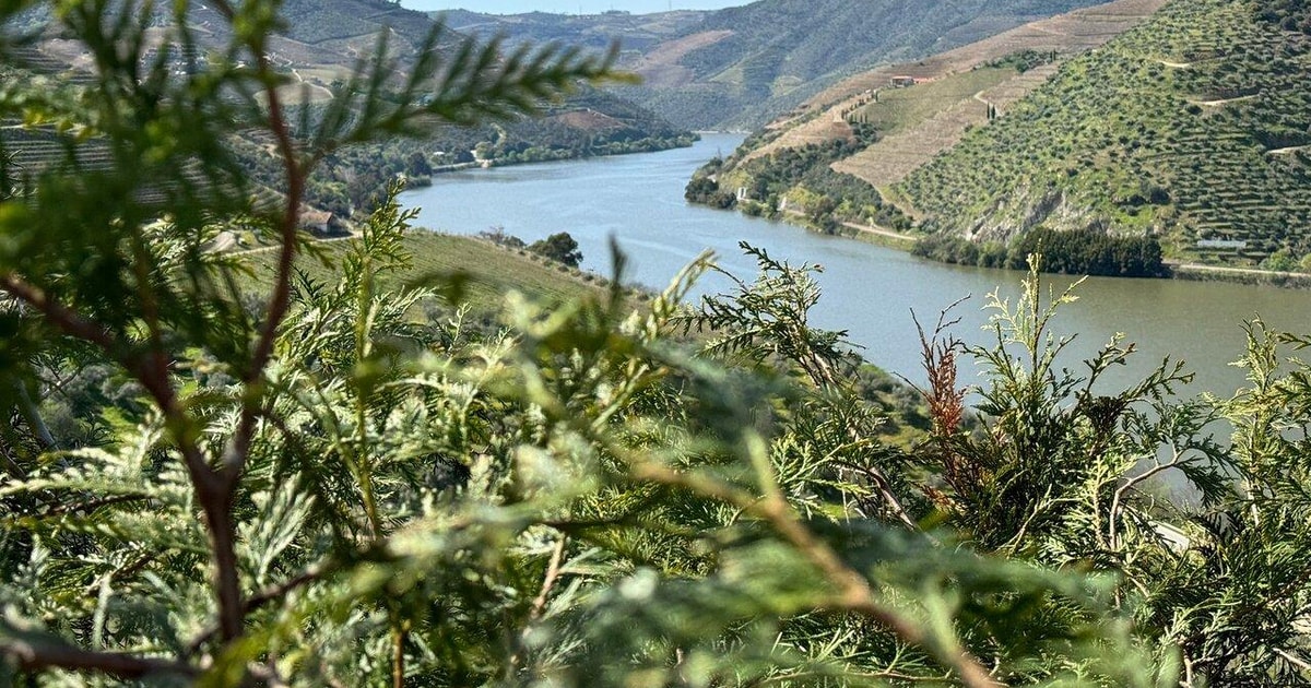 Von Porto Nach Lissabon Mit Zwischenstopps Im Douro Tal Und Coimbra