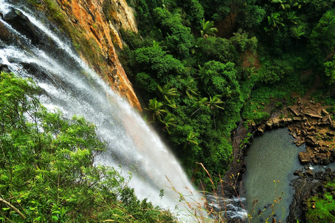 Costa de Ouro: Experiência com cangurus, floresta tropical e cachoeirasExcursão particular