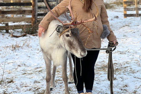 Levi Wilderness Twilight Adventure
