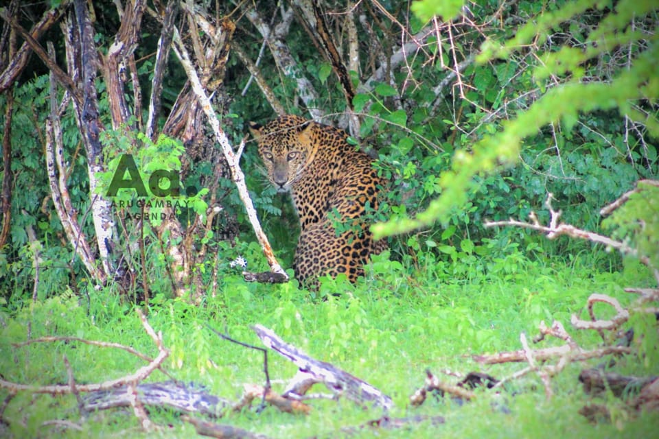 Halve dag Wilde Safari in Kumana Nationaal Park - Hizvo