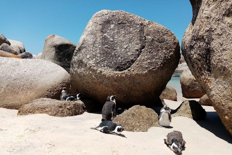 Tour privado del Cabo de Buena Esperanza y los Pingüinos