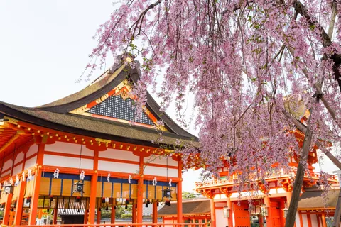 Kyoto: Heldagstur med engelsk guide til Kyotos største høydepunkter
