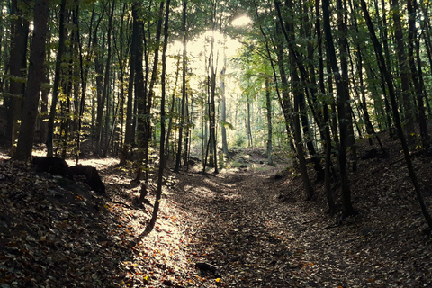 Gdynia: Forest, Cliff, and Beach Guided Walking Tour