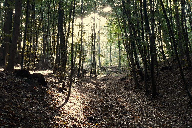 Gdynia: Forest, Cliff, and Beach Guided Walking Tour