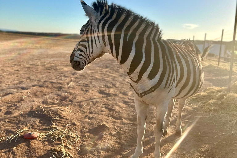 Las Vegas: Desert Camel Ride
