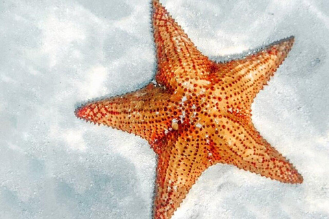 Private: Saona Island Hidden Gems Tour for Cruise Travelers