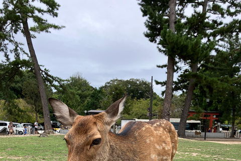 Nara Small Group Tour: Temples & Deer with a Licensed Guide Nara Walking Tour for Small Groups: Temples and Deer