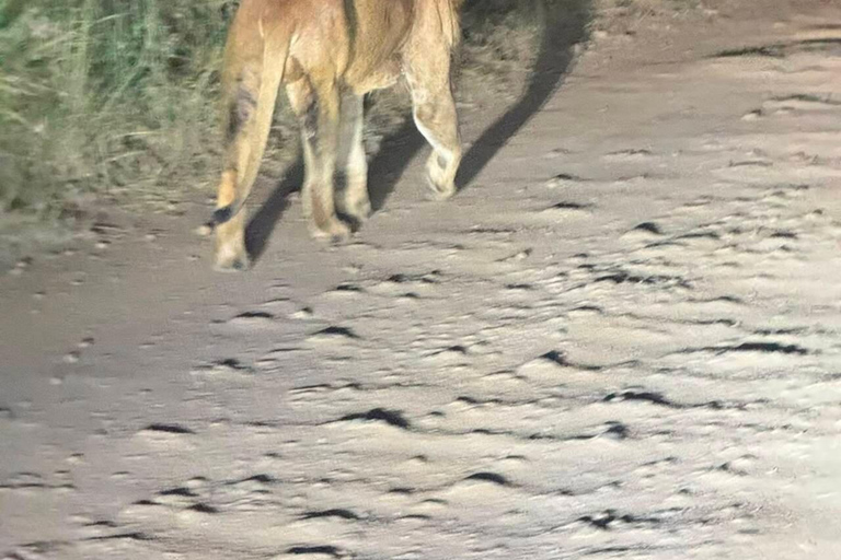 Nairobi National Park Night Safari with Armed Rangers