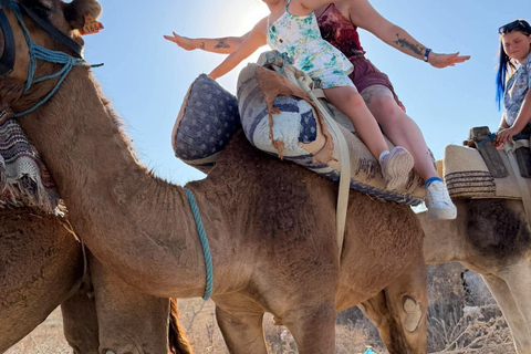 Hammamet: Dromedary and horse-drawn carriage ride with olive oil tasting Hammamet: Dromedary Ride and Carriage Ride with Olive Oil Food Tasting