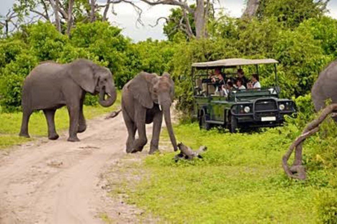 Pilanesberg Big Five Safari from Johannesburg with Open Jeep