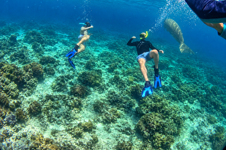 Coron: Dugong and Turtle Watching Tour w/ Lunch & Transfers