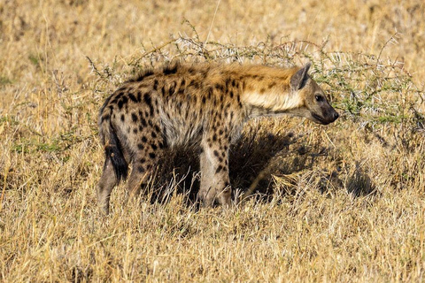 VOO SAFARI DE UM DIA: ZANZIBAR PARA O PARQUE NACIONAL MIKUMI