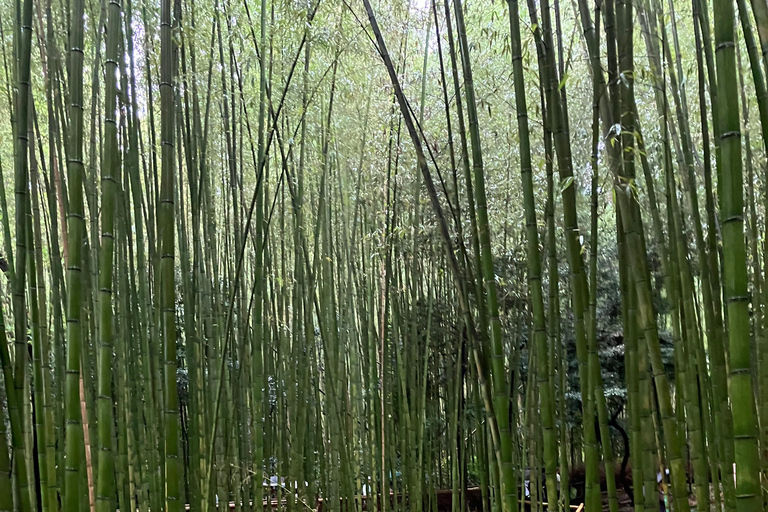 Da Nara: tour classico di Kyoto in auto privata con servizio di prelievo in hotel