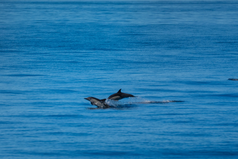 Side: Pirate Boat Trip to Dolphin Island with Foam Party.