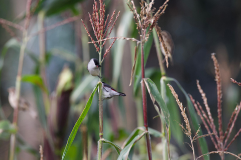Kigali: 5-Day Birdwatching Tour Across Rwanda